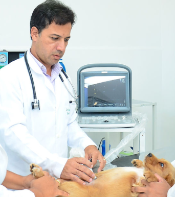 Dr Edezio examinando cachorro